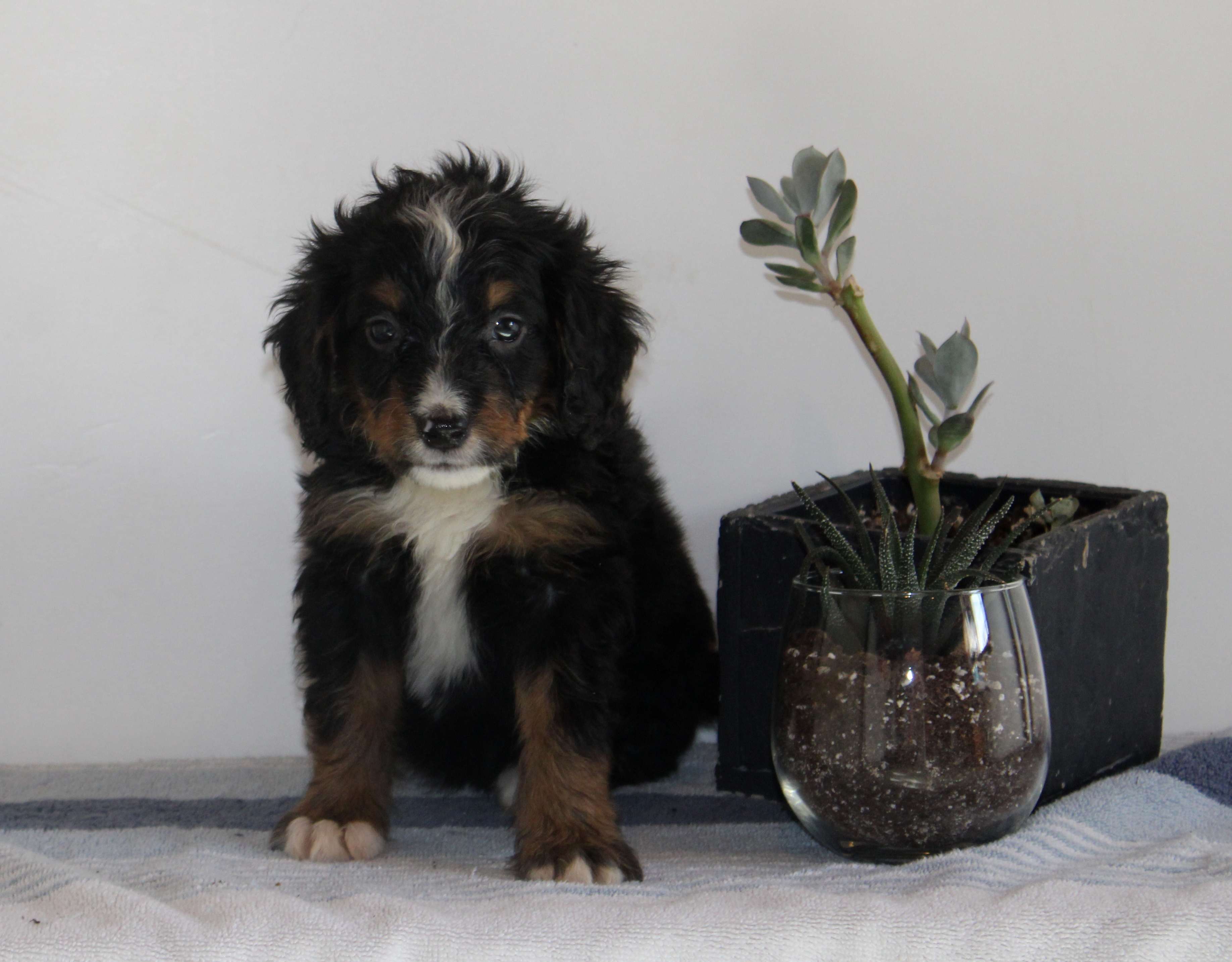 puppy, for, sale, Mini Goldendoodle F1B, Matthew B. Stoltzfus, dog, breeder, Gap, PA, dog-breeder, puppy-for-sale, forsale, nearby, find, puppyfind, locator, puppylocator, aca